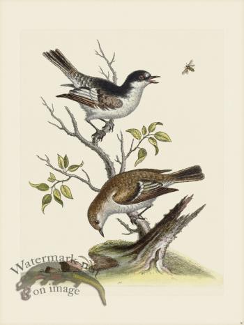 Edwards 030 Gold Finch